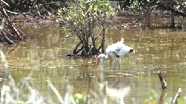 SAN CARLOS BCS MEXICO-2022: White Ibis Wading in Shallow Mangrove Water