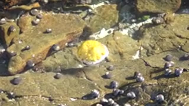 LA BOCANA BCS MEXICO-2022: Yellow Sea Anemone in Tidal Pool on Rocky Shore