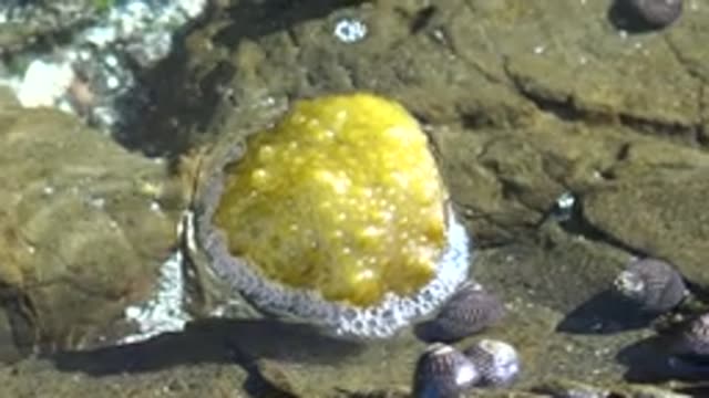 LA BOCANA BCS MEXICO-2022: Yellow Bumpy Marine Organism on Rocky Shore