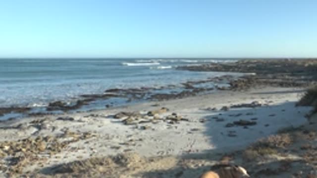 LA BOCANA BCS MEXICO-2022: Dog on Sandy Beach with Ocean Waves