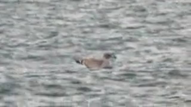 BAHIA DE LOS ANGELES BCS MEXICO-2022: Seagull Floating on Calm Water