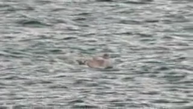 BAHIA DE LOS ANGELES BCS MEXICO-2022: Seagull Floating on Calm Water Surface