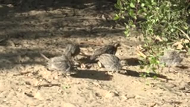 SAN CARLOS BCS MEXICO-2022: Flock of Quail Moving and Foraging on Sandy Ground