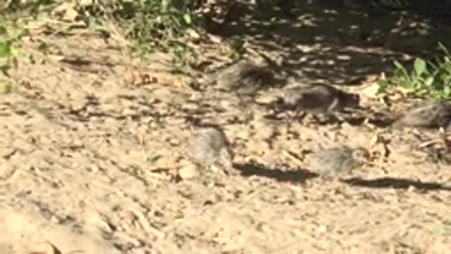 SAN CARLOS BCS MEXICO-2022: Quail Chicks Walking on Sandy Ground