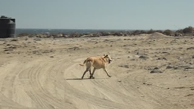 LA BOCANA BCS MEXICO-2022: A Dog Running on a Sandy Coastal Path
