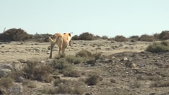 LA BOCANA BCS MEXICO-2022: A Dog Walking Through Arid Rocky Terrain