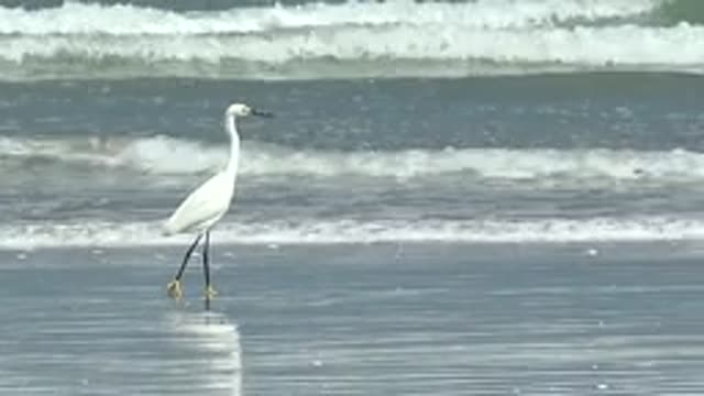 LA BOCANA BCS MEXICO-2022: White Egret Standing on Wet Beach with Rolling Waves