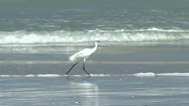 LA BOCANA BCS MEXICO-2022: White Heron Walking on Wet Sandy Beach