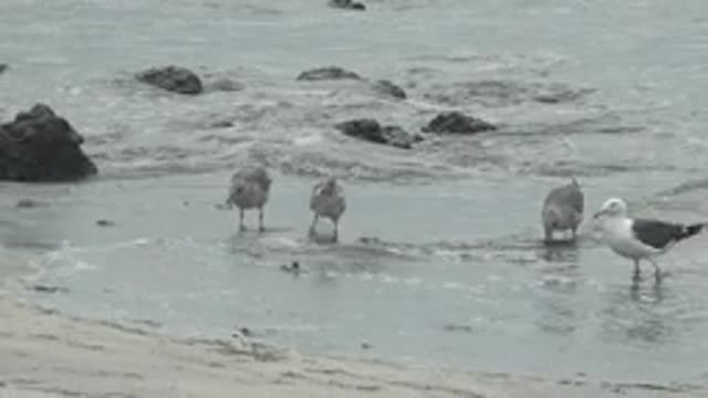 PUENTA ABREOJOS BCS MEXICO-2022: Seagulls Wading in Shallow Coastal Waters