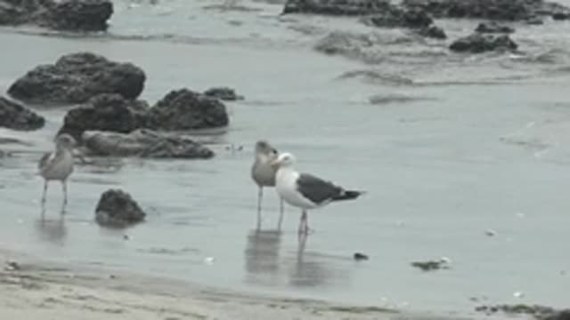PUENTA ABREOJOS BCS MEXICO-2022: Seagulls Wading in Shallow Coastal Water