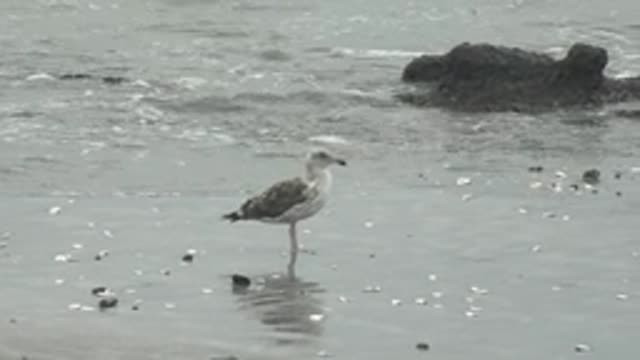 PUENTA ABREOJOS BCS MEXICO-2022: Seagull Standing on Wet Sandy Beach with Ocean Waves