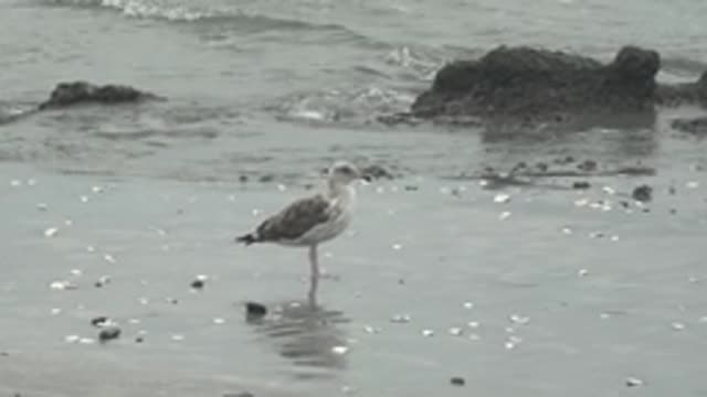 PUENTA ABREOJOS BCS MEXICO-2022: Seagull Standing on Wet Sandy Beach with Ocean Waves