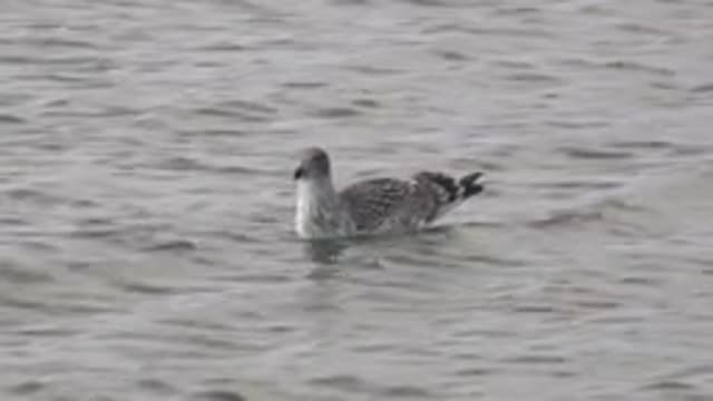 BAHIA DE LOS ANGELES BCS MEXICO-2022: Seabird Swimming in Calm Rippled Water