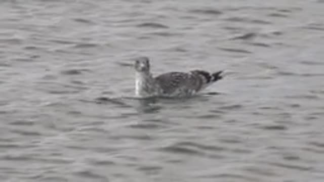 BAHIA DE LOS ANGELES BCS MEXICO-2022: Seabird Rotating Head on Rippled Water