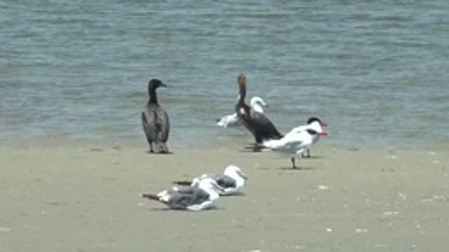 GUERRERO NEGRO BCS MEXICO-2022: Cormorants Moving Among Gulls on Sandy Beach