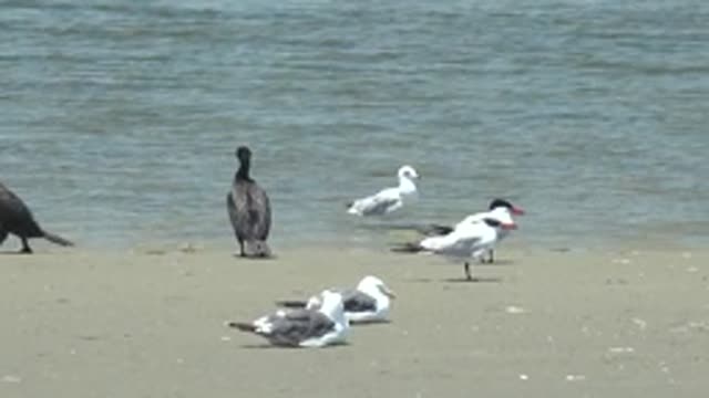 GUERRERO NEGRO BCS MEXICO-2022: Cormorant and Seabirds on Sandy Shore