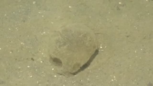GUERRERO NEGRO BCS MEXICO-2022: Crab Burrowing in Underwater Sandy Seabed