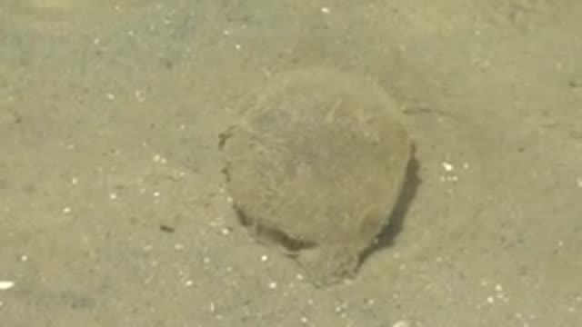 GUERRERO NEGRO BCS MEXICO-2022: Camouflaged Flatfish on Sandy Seabed