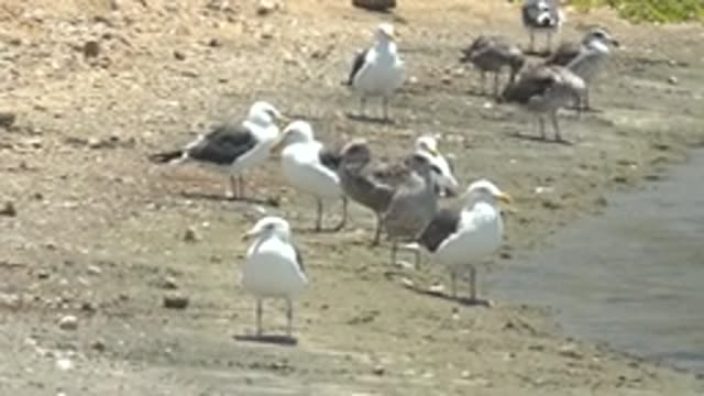 GUERRERO NEGRO BCS MEXICO-2022: Seagulls Gently Shifting on a Sandy Shore