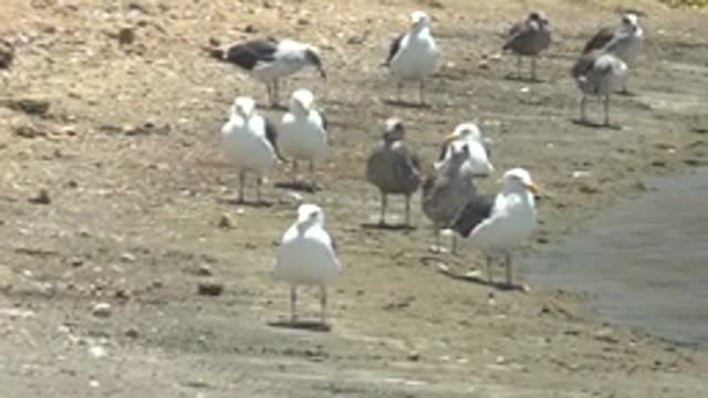 GUERRERO NEGRO BCS MEXICO-2022: Seagulls Preening on a Sandy Shore