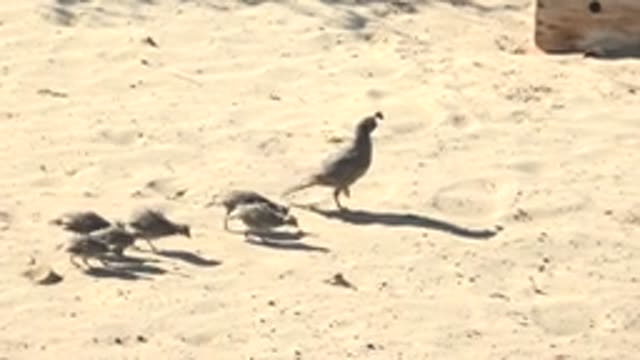 SAN CARLOS BCS MEXICO-2022: Quail and Chicks Moving Across Sandy Ground