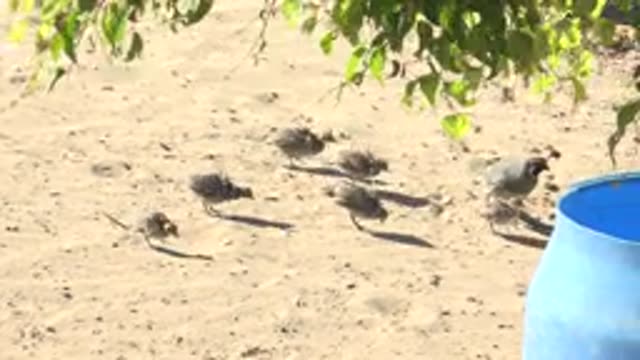 SAN CARLOS BCS MEXICO-2022: Baby Birds Walking on Sand near a Blue Barrel