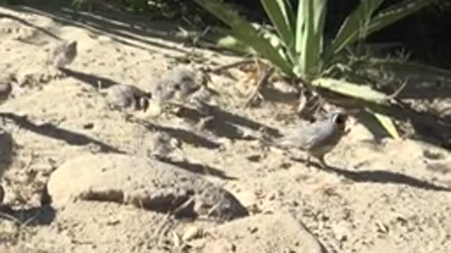 SAN CARLOS BCS MEXICO-2022: Quail and Chicks Moving Across Sandy Ground
