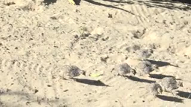 SAN CARLOS BCS MEXICO-2022: Flock of Baby Birds Foraging on Sandy Ground