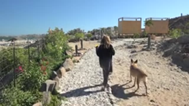 SAN JUANICO BCS MEXICO-2022: Woman Walking Dog on Coastal Gravel Path
