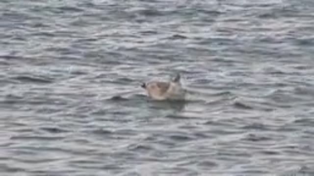BAHIA DE LOS ANGELES BCS MEXICO-2022: Seagull Swimming in Calm Ocean Waters