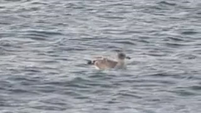 BAHIA DE LOS ANGELES BCS MEXICO-2022: Seagull Swimming in Calm Water