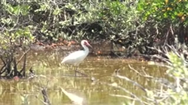 SAN CARLOS BCS MEXICO-2022: White Ibis Wading in Shallow Wetland Water