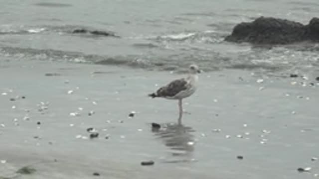 PUENTA ABREOJOS BCS MEXICO-2022: Seagull Standing on Wet Sandy Beach