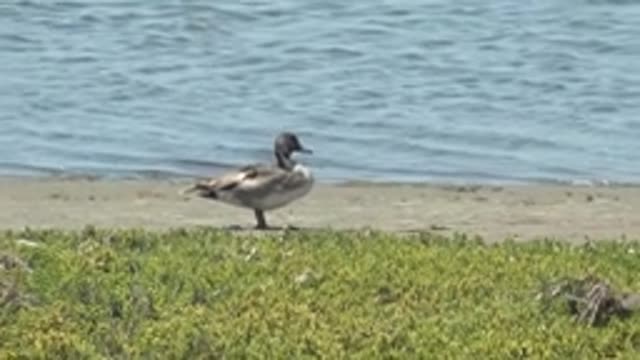 GUERRERO NEGRO BCS MEXICO-2022: Duck at Water's Edge on Sandy Shore