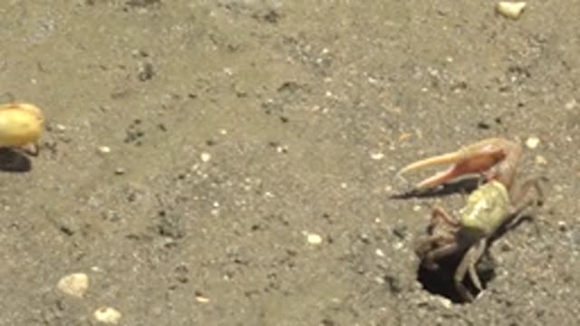 GUERRERO NEGRO BCS MEXICO-2022: Fiddler Crabs Moving and Burrowing on Sandy Beach
