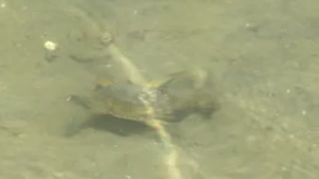 GUERRERO NEGRO BCS MEXICO-2022: Small Turtle Swimming in Shallow Clear Water