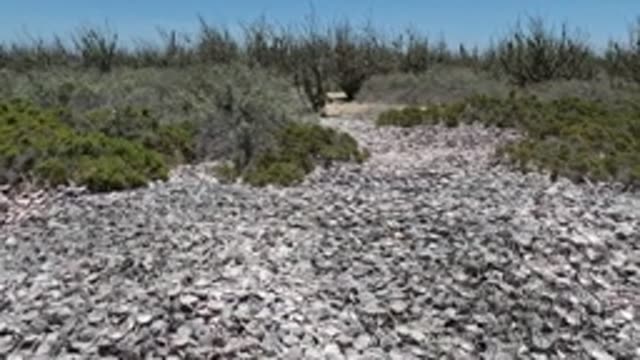 BAJA CALIFORNIA MEXICO-2022: Shell-covered Ground with Sparse Vegetation and a Person Walking