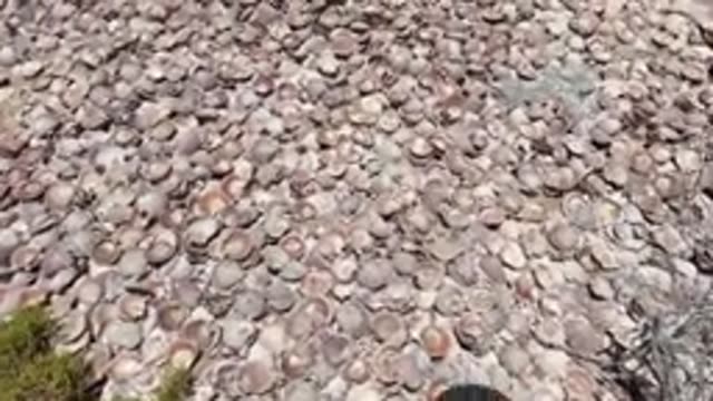 BAJA CALIFORNIA MEXICO-2022: Ground Covered in Seashells, Camera Moving Forward