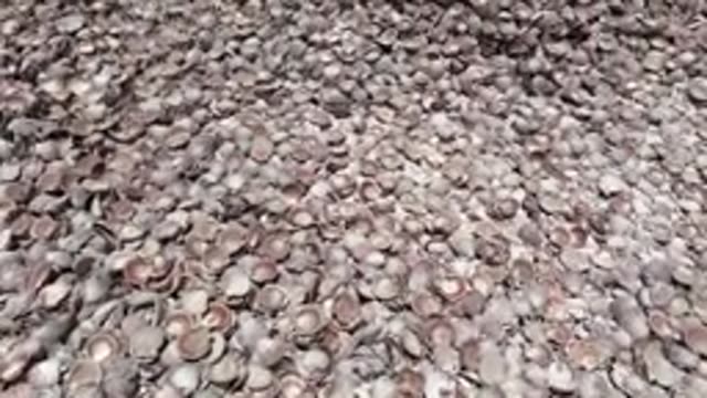 BAJA CALIFORNIA MEXICO-2022: Shell-covered Ground with Sparse Vegetation