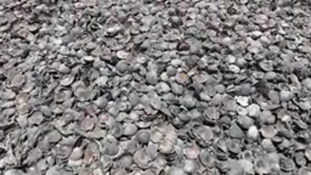 BAJA CALIFORNIA MEXICO-2022: Seashells Densely Scattered Across a Beach