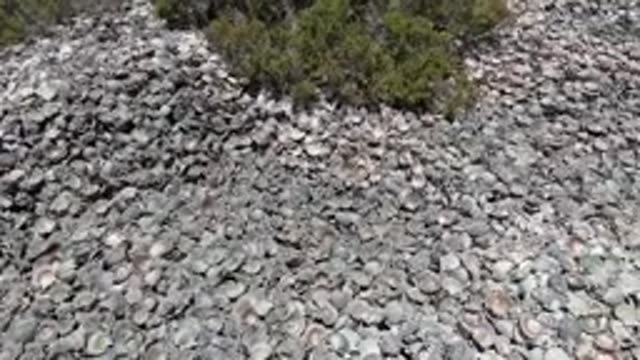 BAJA CALIFORNIA MEXICO-2022: Overhead View of Seashells on Sandy Ground