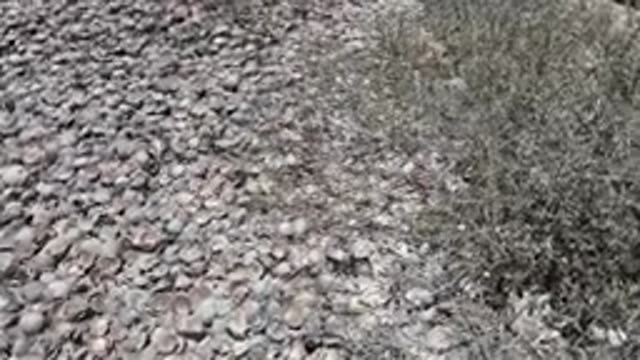 BAJA CALIFORNIA MEXICO-2022: Pebbled Ground with Dry Bushes Near Road