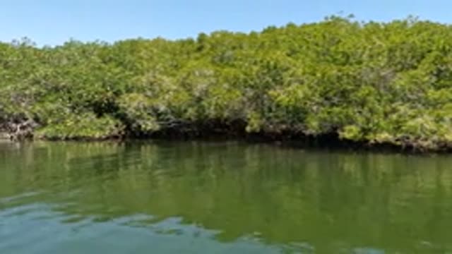 BAJA CALIFORNIA MEXICO-2022: Mangrove Forest Along Calm Waterway