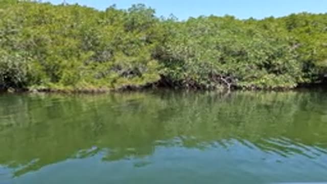 BAJA CALIFORNIA MEXICO-2022: Mangrove Forest Along Calm Waterway From Boat