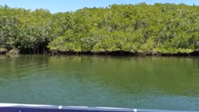 BAJA CALIFORNIA MEXICO-2022: Boat Gliding Past Dense Mangrove Forest