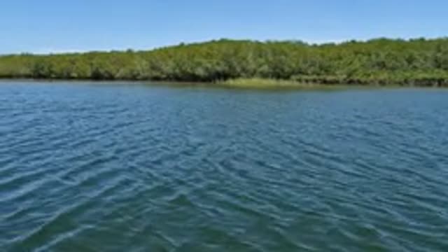 BAJA CALIFORNIA MEXICO-2022: Gentle Ripples on Calm Water Near Forested Shoreline