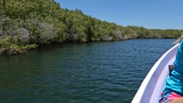 BAJA CALIFORNIA MEXICO-2022: Girl on a Boat Near Mangrove Shoreline
