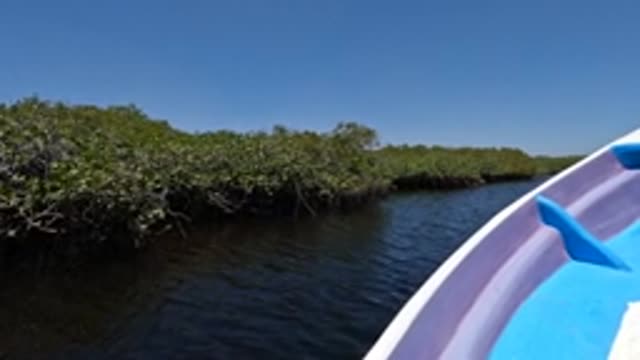 BAJA CALIFORNIA MEXICO-2022: Boat Navigating Through Mangrove Waterway