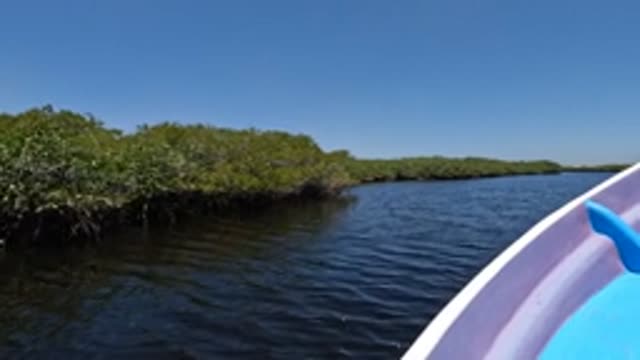 BAJA CALIFORNIA MEXICO-2022: Boat Navigating Through Mangrove Waterway