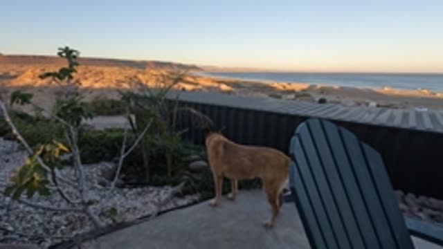 BAJA CALIFORNIA MEXICO-2022: Dog Standing on Patio Overlooking Ocean and Beach